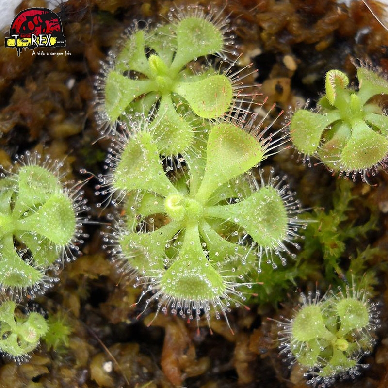 Venda de planta carnívora Drosera Burmanni