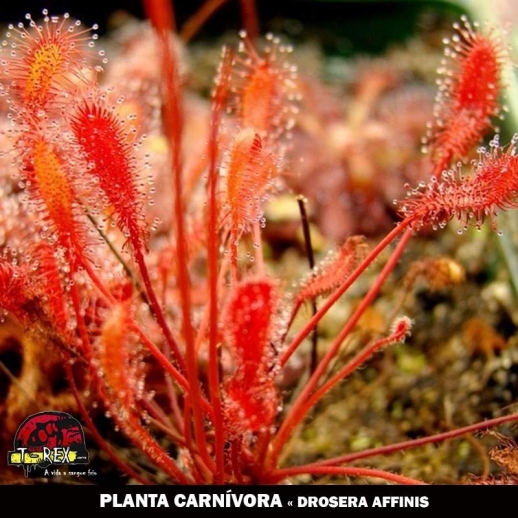 Comprar planta carnivora Drosera Affinis