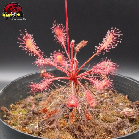 venda de Drosera Affinis carnivora