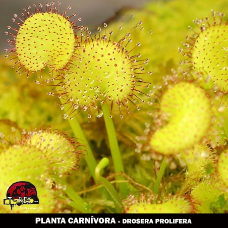 Comprar plantas carnivoras online