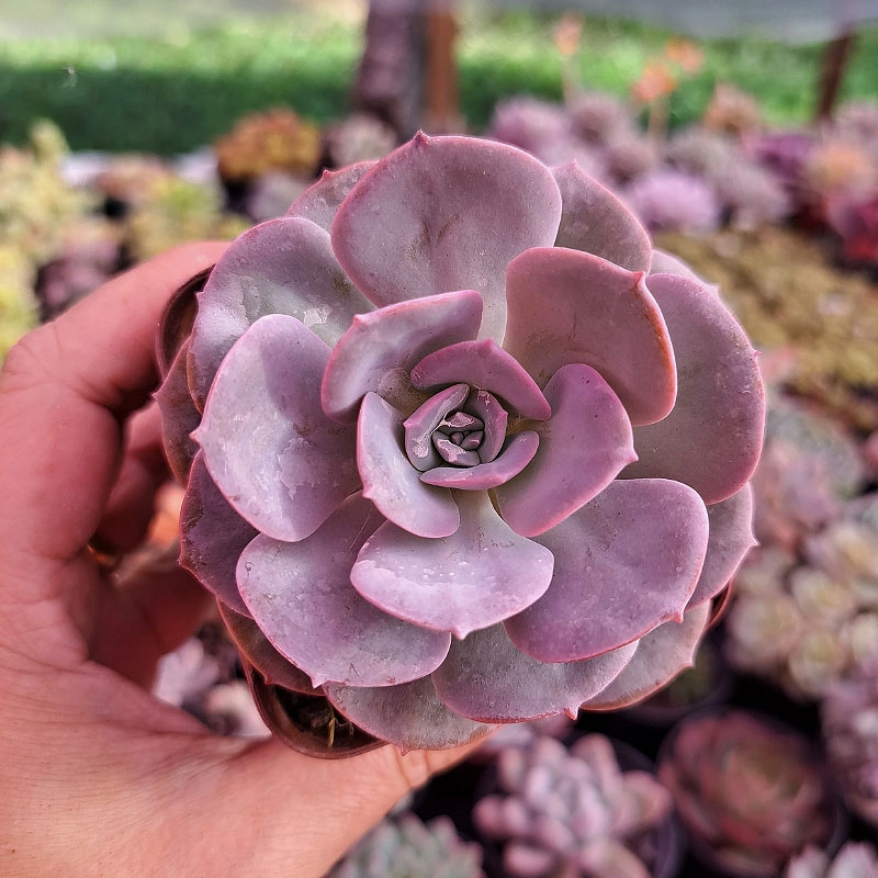 muda de echeveria venezuelensis