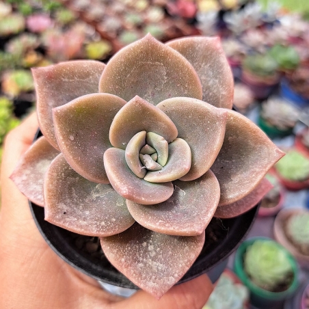 muda de graptoveria albert baines