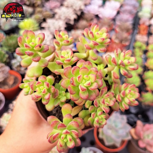 Muda De Suculenta Echeveria...