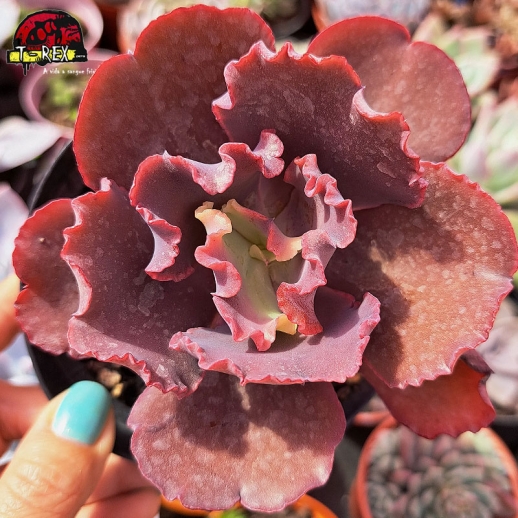 Muda De Suculenta...