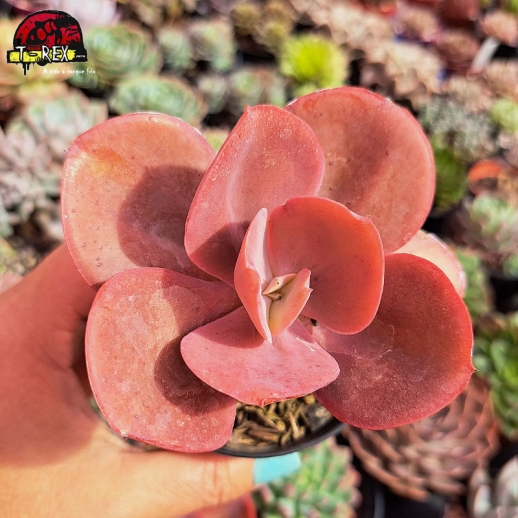 Muda De Suculenta...