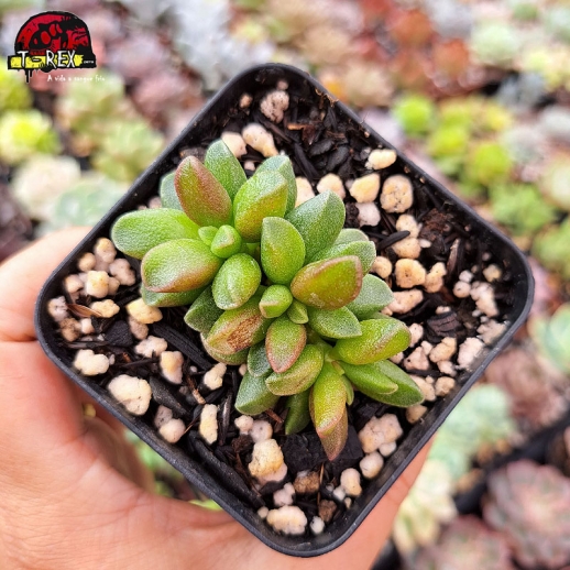 Muda De Suculenta...