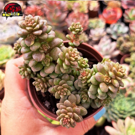 Muda De Suculenta...