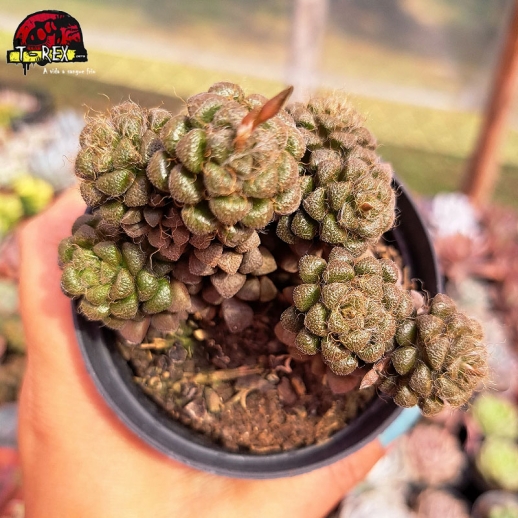 Muda De Suculenta...