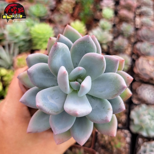 Muda De Suculenta...