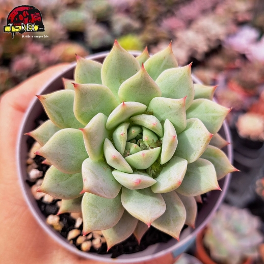 Muda De Suculenta Echeveria...