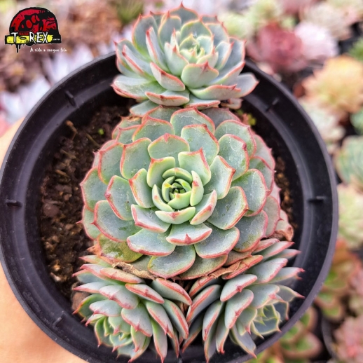 Muda De Suculenta Hibrida...