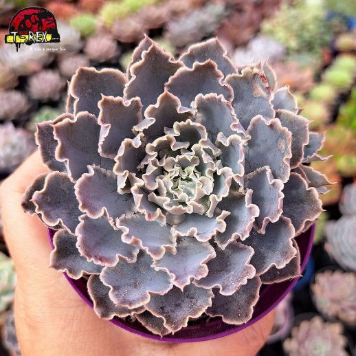 Muda De Suculenta Echeveria...