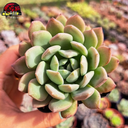 Muda De Suculenta Echeveria...