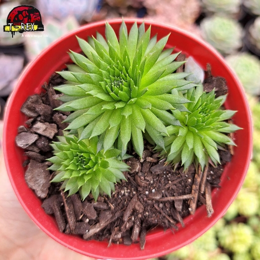 Muda De Suculenta...