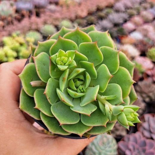 Muda De Suculenta Echeveria...
