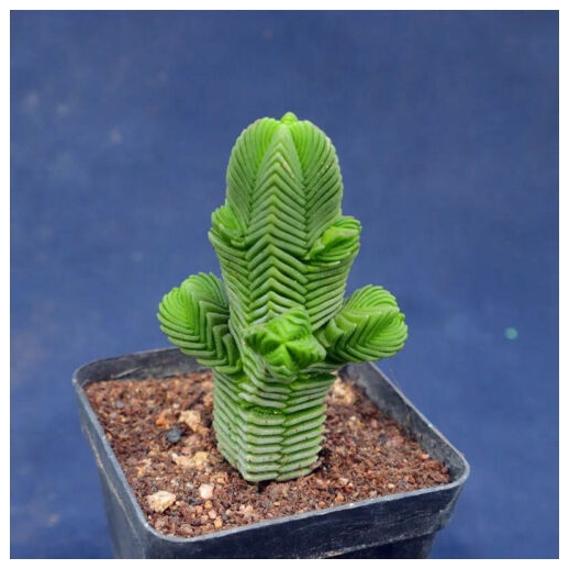 Muda De Suculenta Crassula...