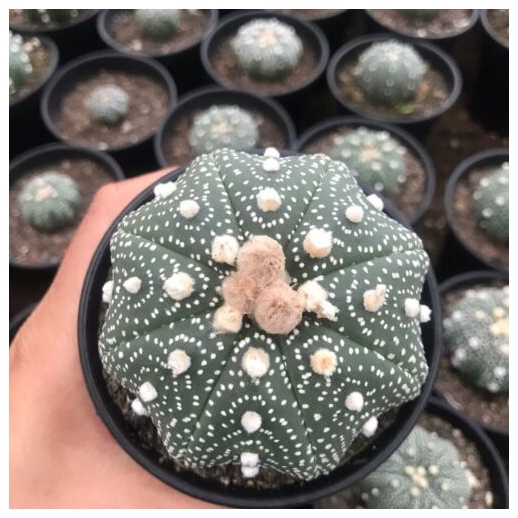 Muda de cacto Astrophytum...