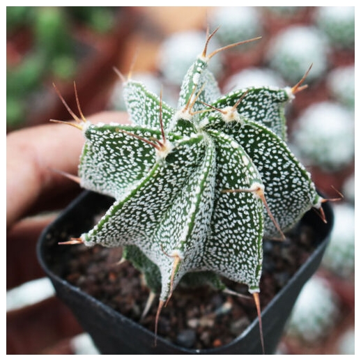 Muda de cacto Astrophytum...