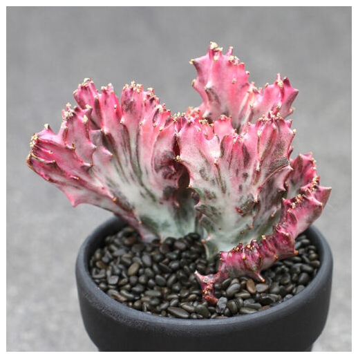 Muda de cacto euphorbia...