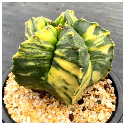 Muda de cacto Astrophytum...