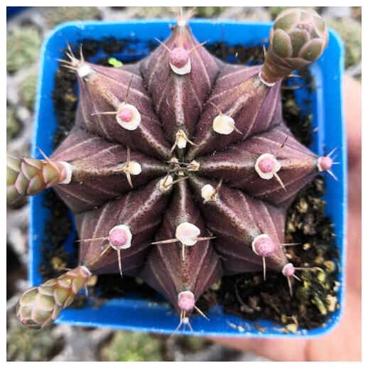 Muda de cacto Gymnocalycium...