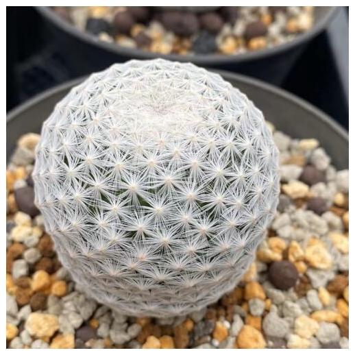 Muda de cacto Mammillaria...