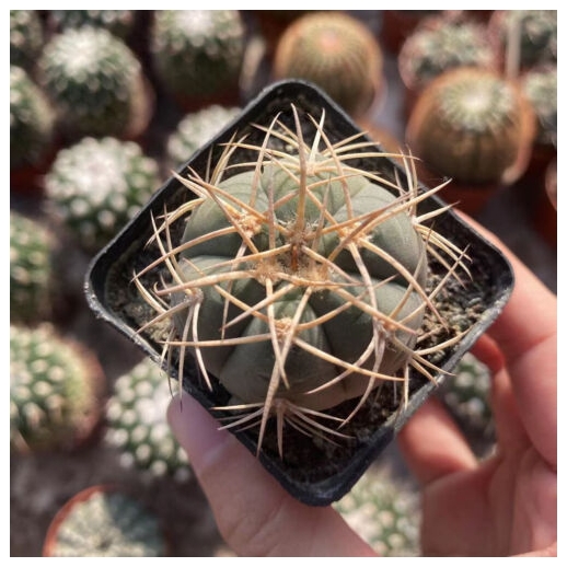 Muda de cacto Gymnocalycium...