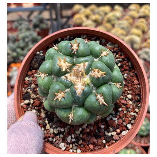 Muda de cacto Coryphantha...