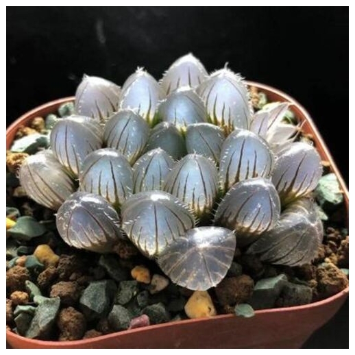 Muda de suculenta Haworthia...