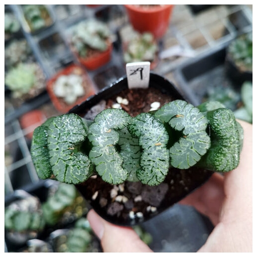 Muda de suculenta Haworthia...