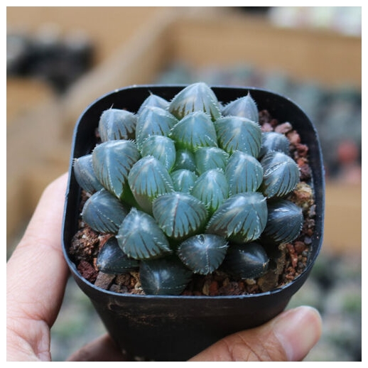 Muda de suculenta Haworthia...