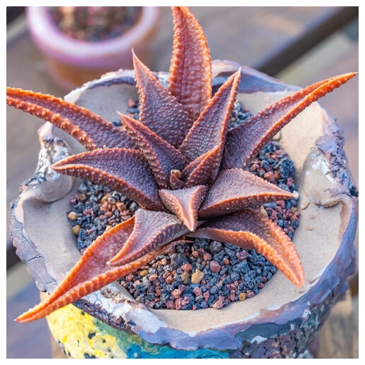 Muda de suculenta Haworthia...