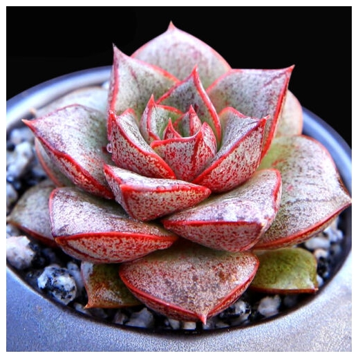 Muda de suculenta Echeveria...