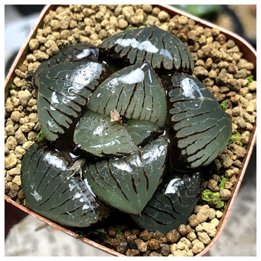 Muda de suculenta Haworthia...