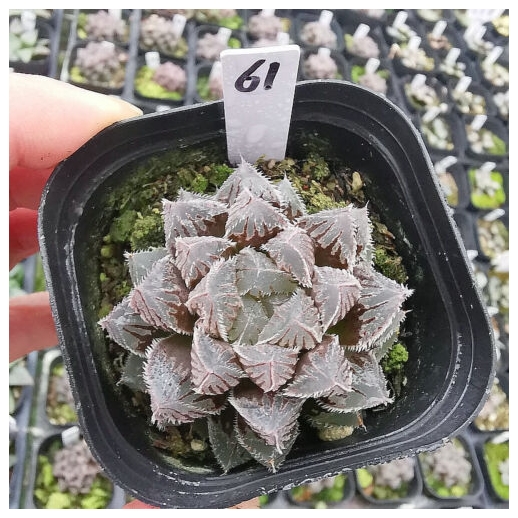 Muda de suculenta Haworthia...