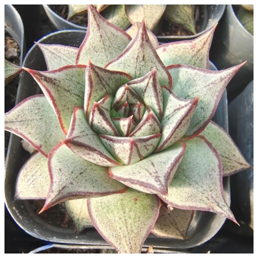 Muda de suculenta Echeveria...