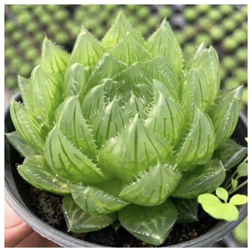 Muda de suculenta Haworthia...