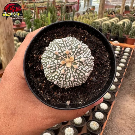 Muda de cacto Astrophytum...