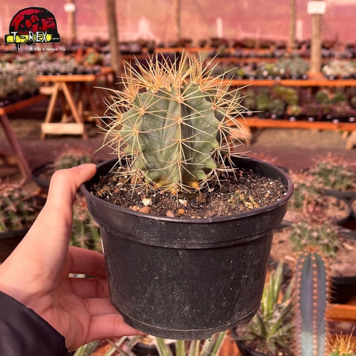 Muda de cacto Ferocactus...