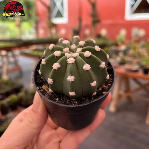 Muda de cacto Echinopsis...