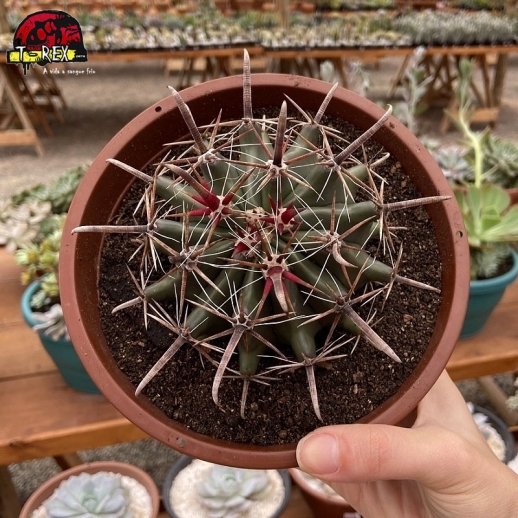 Muda de cacto Ferocactus...