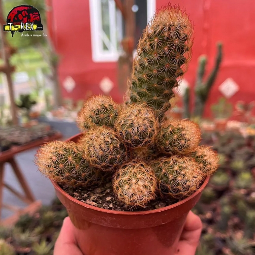 Muda de cacto Mammillaria...