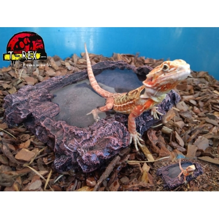 Hickory Hollow Water Bowl M Répteis | Terrário | Pogona |