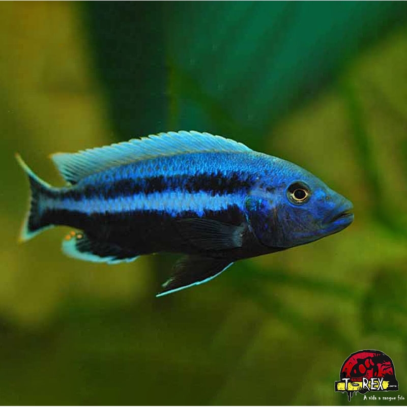 MELANOCHROMIS CHIPOKAE