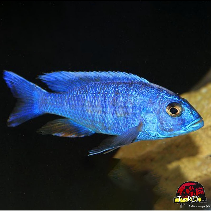 HAPLOCHROMIS ELETRIC BLUE AHLI ICEBERG