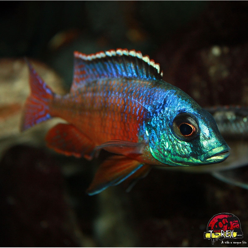 PROTOMELAS TAENIOLATUS RED EMPRESS