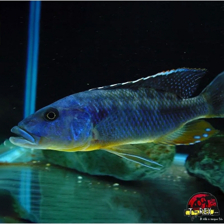 TYRANNOCHROMIS MACROSTOMA