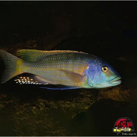 BUCCOCHROMIS LEPTURUS