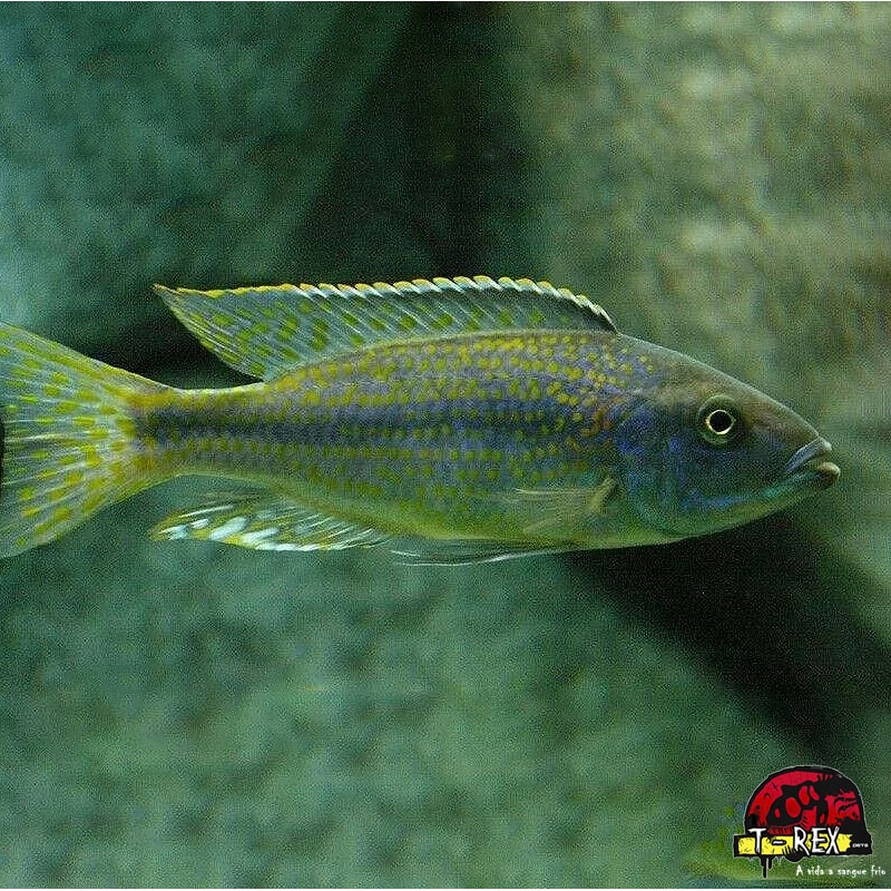 DIMIDIOCHROMIS KIWINGE