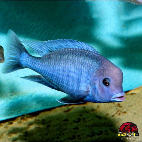 HAPLOCHROMIS MOORII